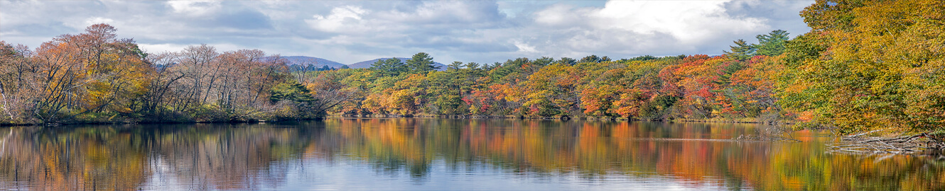 Trees near body of water